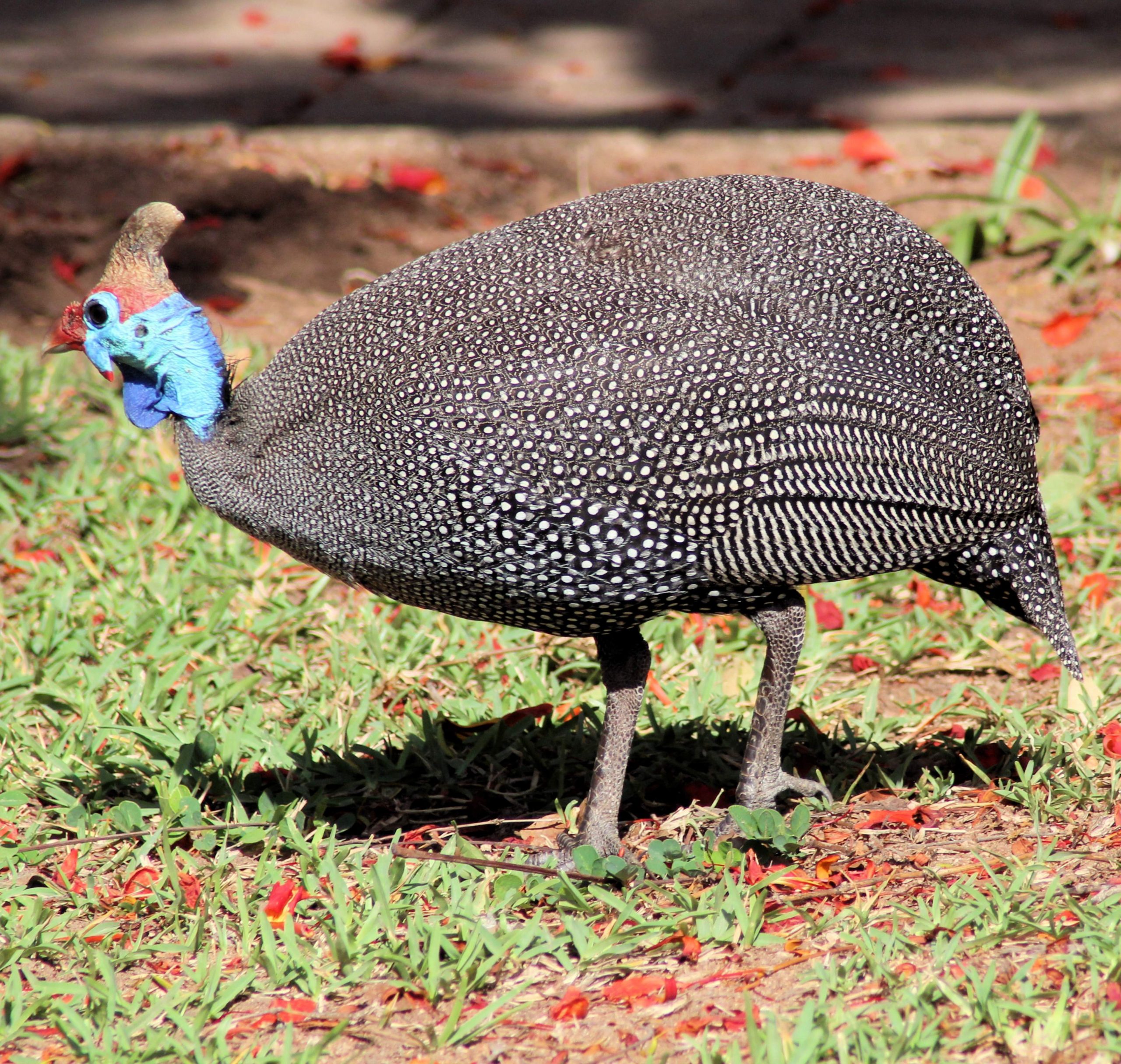 Helmelted Guineafowl