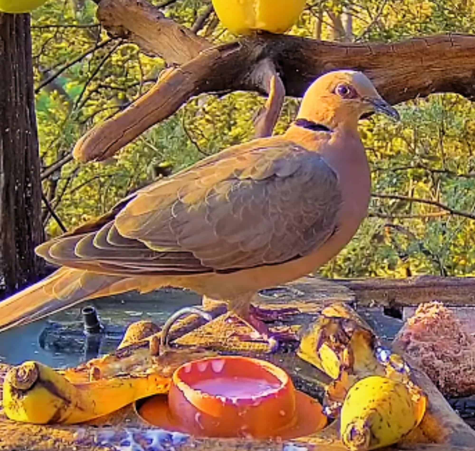 Red-eyed Dove – Bird – Dove – Xongi-tings – Xongi-pedia – Tijdelijk