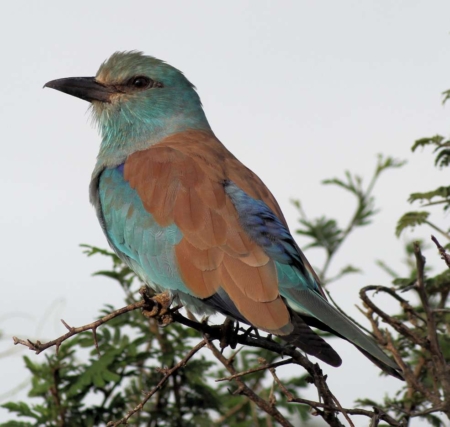 European Roller