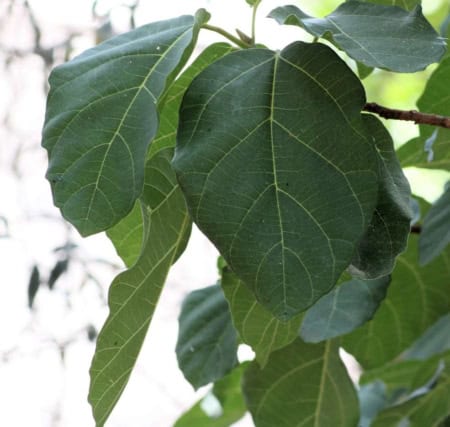 Broomcluster Fig