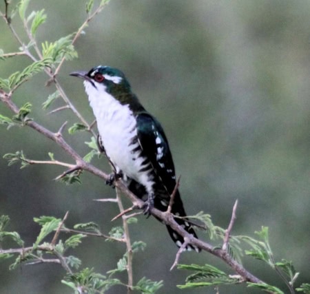 Diderick Cuckoo