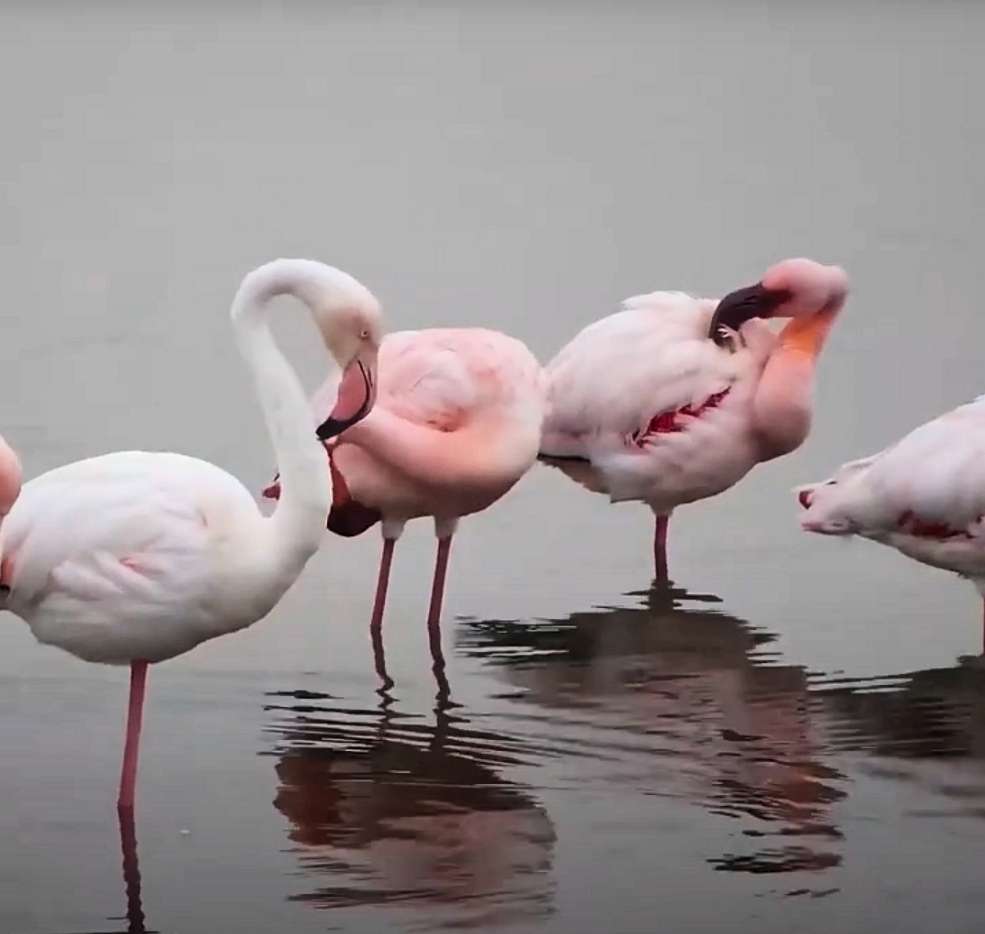Lesser Flamingo