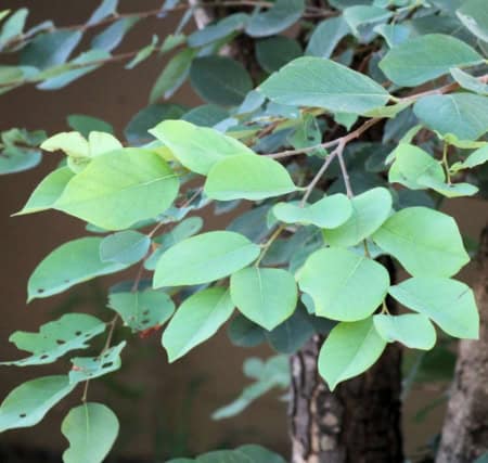 Kuduberry