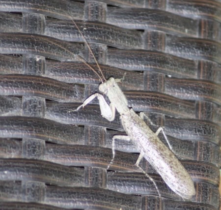 Bark Mantid