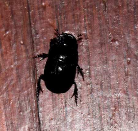 Fork-nosed Dung Beetle