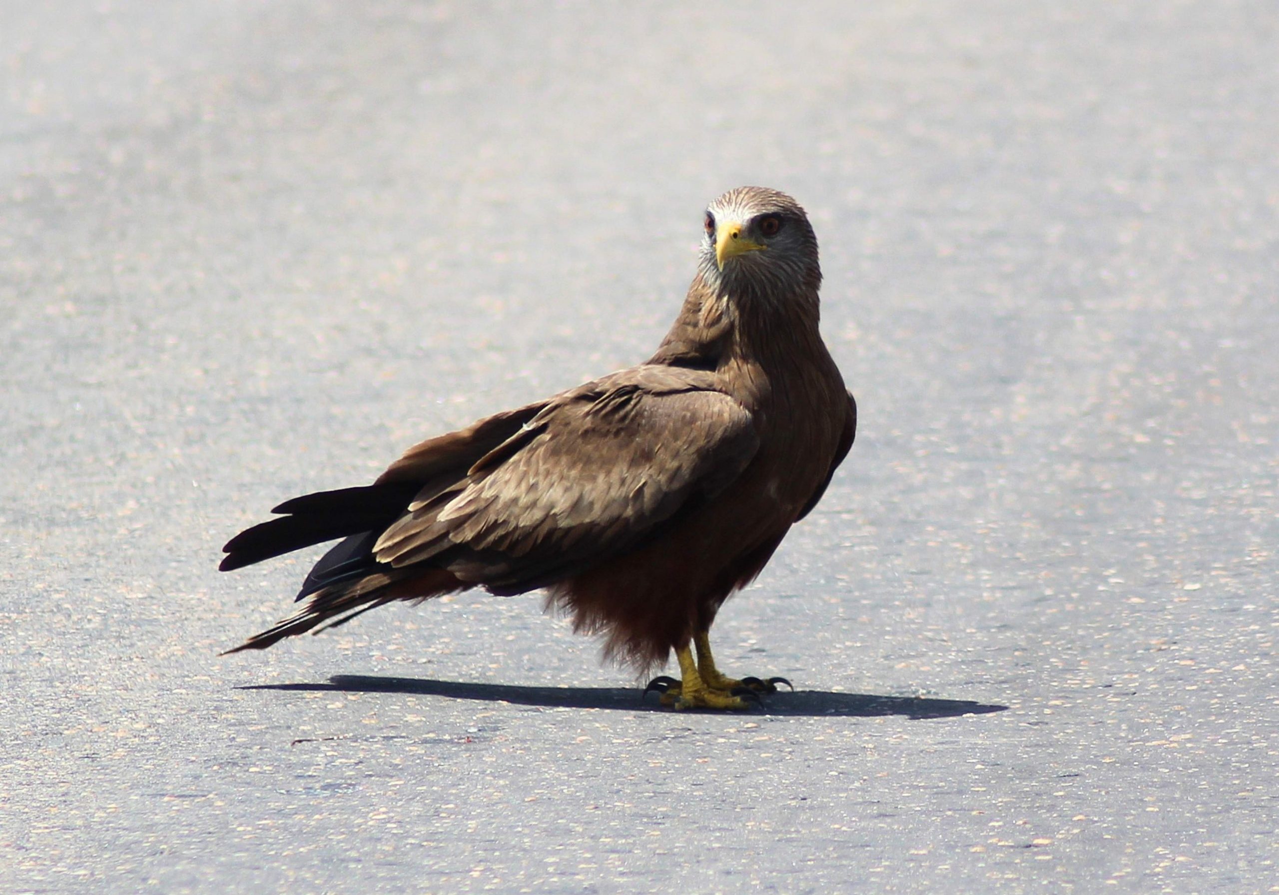 Black Kite