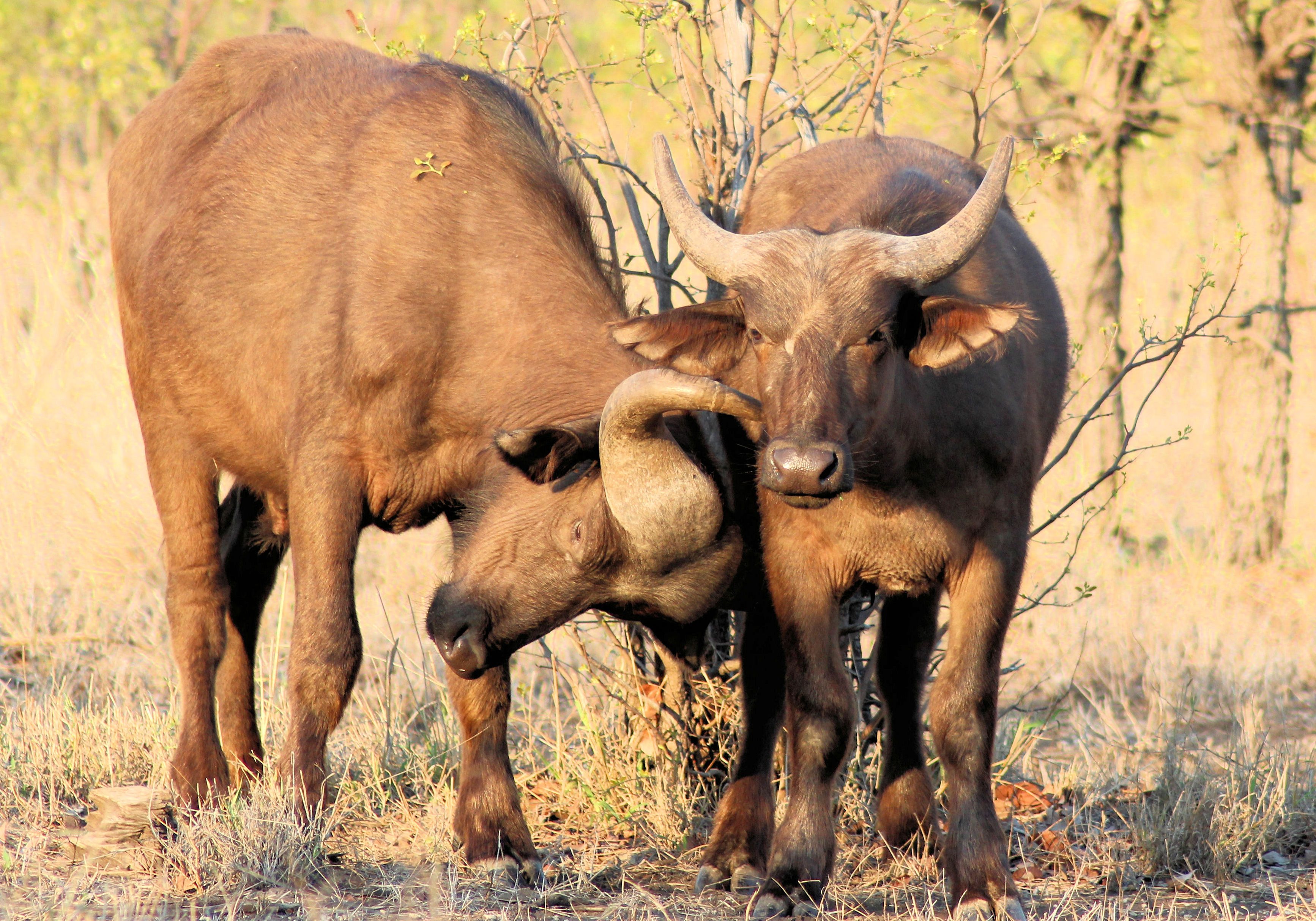 Cape Buffalo 00015+