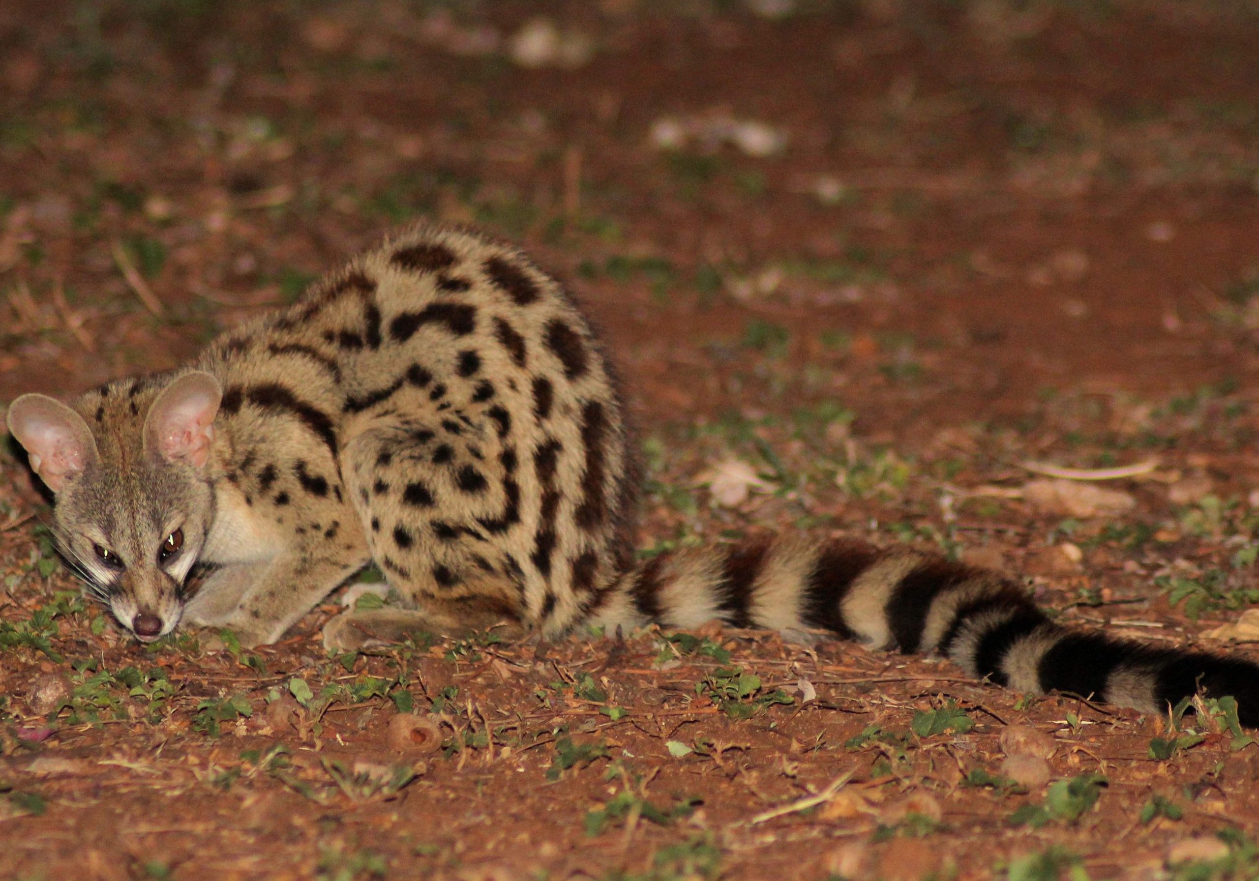 Common Large-spotted Genet