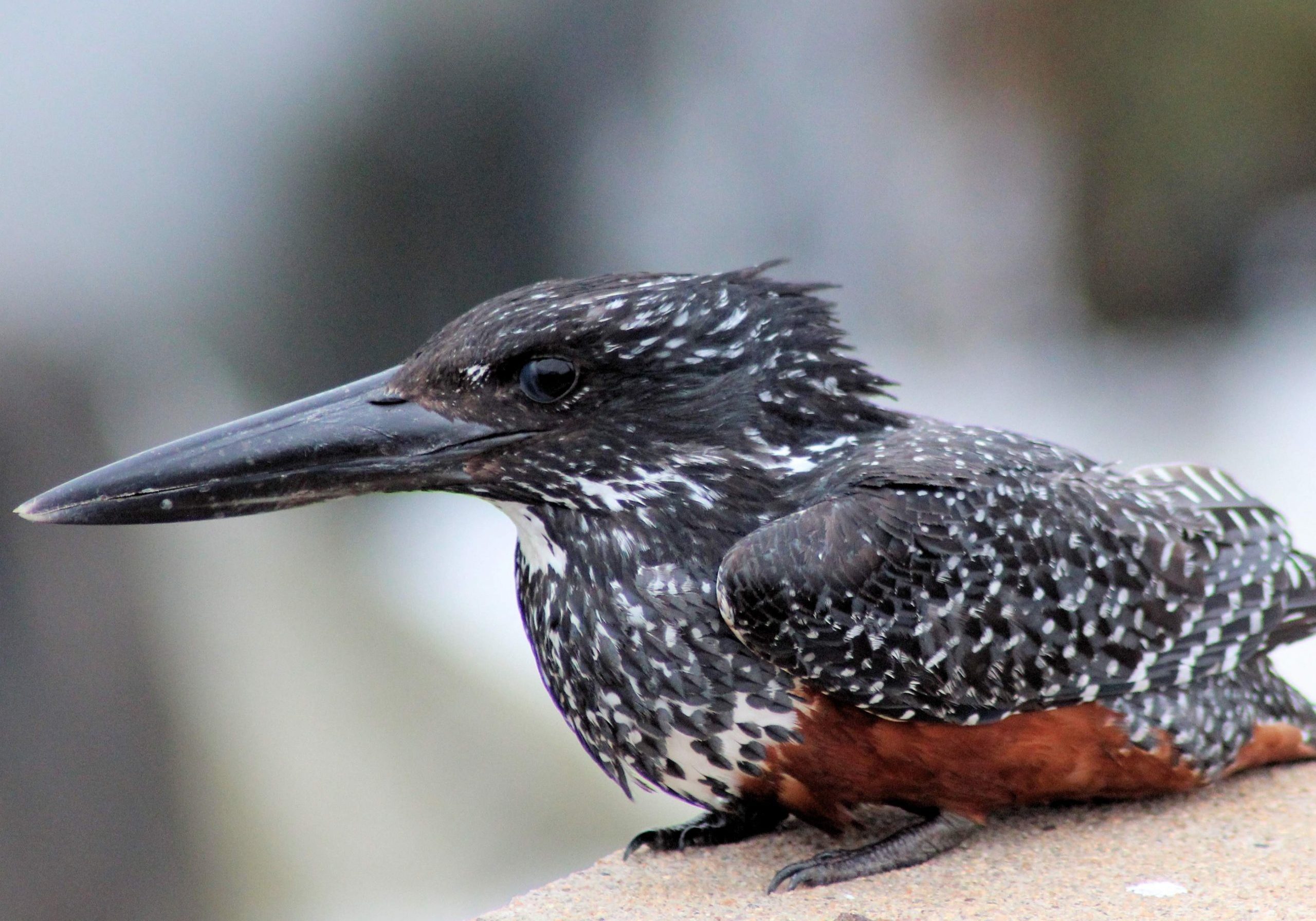 Giant Kingfisher