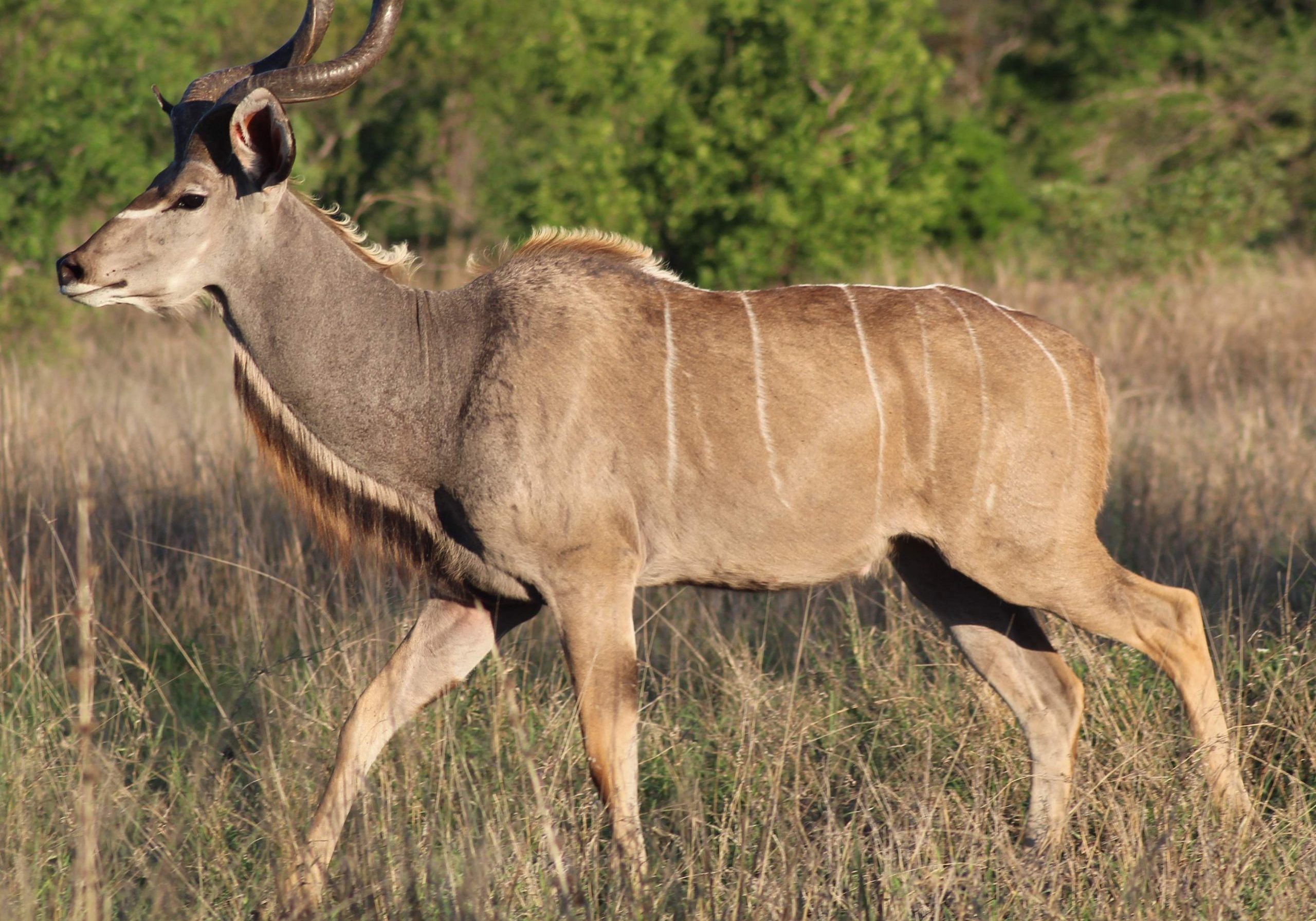 Greater Kudu