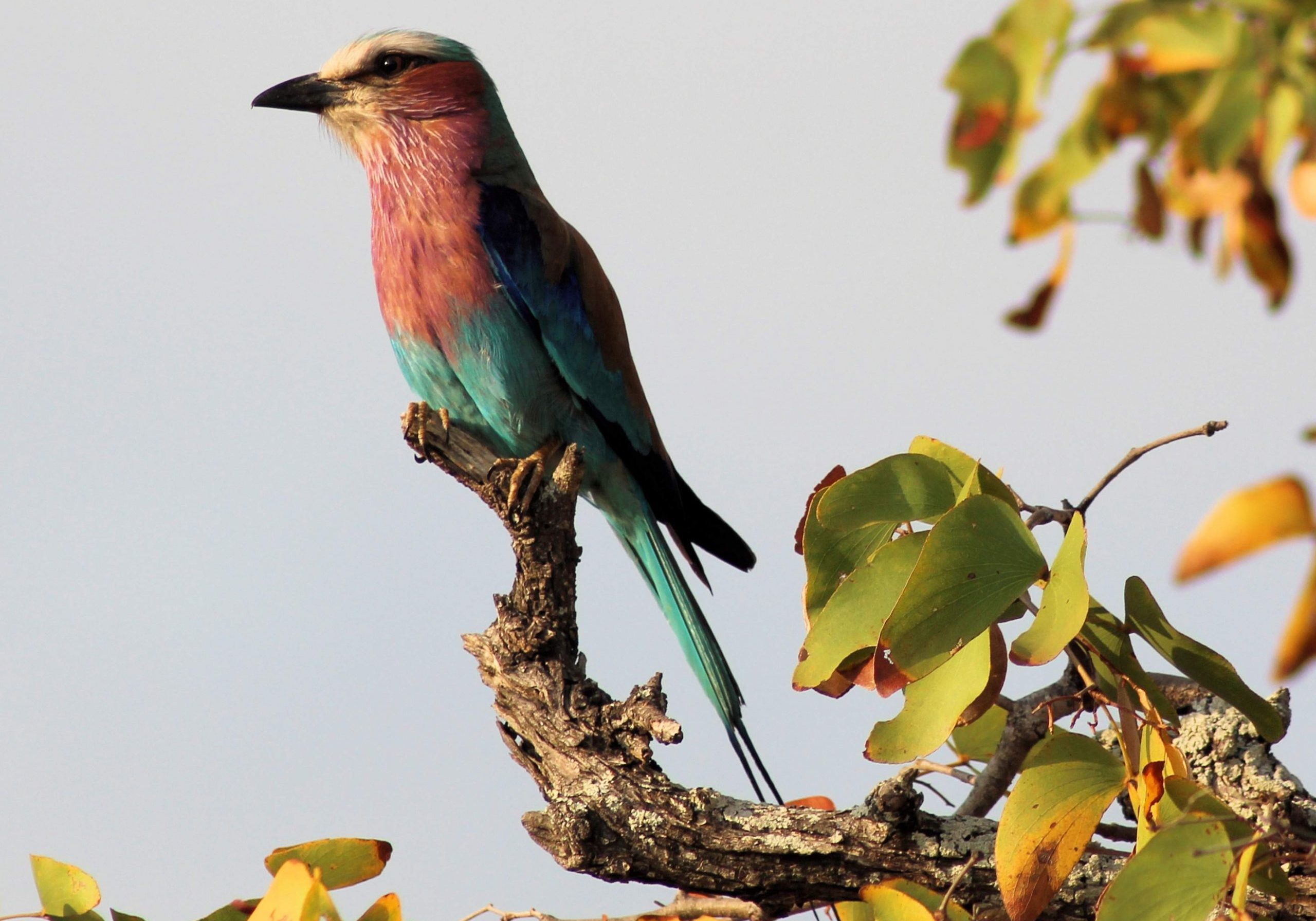 Lilac-breasted Roller